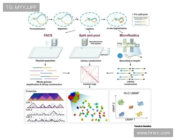 南京篮球队在洲际杯中的华丽转型与未来展望解析